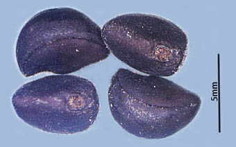 アメリカアサガオ種子