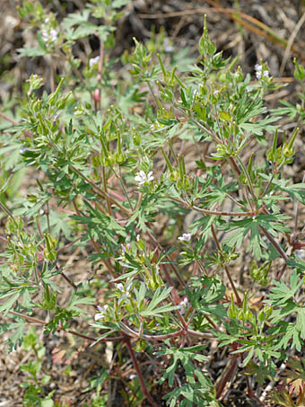 アメリカフウロ Geranium Carolinianum フウロソウ科 Geraniaceae フウロソウ属 三河の植物観察
