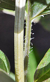 アメリカクサレダマの茎