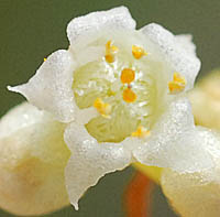アメリカネナシカズラの花
