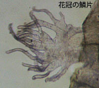 アメリカネナシカズラの膜質の鱗片