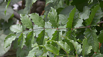 アメリカノウゼンカズラ Campsis Radicans ノウゼンカズラ科 Bignoniaceae ノウゼンカズラ属 三河の植物観察