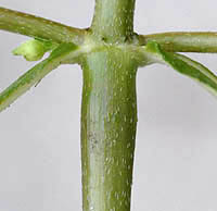 アメリカタカサブロウの茎