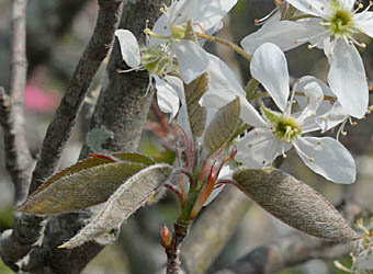 アメリカザイフリボク Amelanchier Canadensis バラ科 Rosaceae ザイフリボク属 三河の植物観察