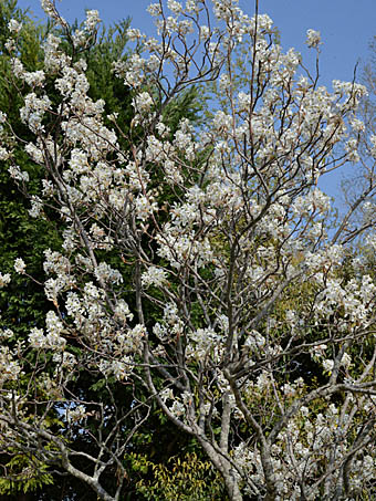 アメリカザイフリボク Amelanchier Canadensis バラ科 Rosaceae ザイフリボク属 三河の植物観察