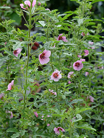 アニソドンテア Anisodontea sp. アオイ科 Malvaceae アニソドンテア属