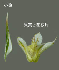 アオゲイトウの花被片と小苞の比較