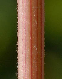 アオゲイトウの茎