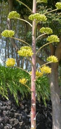 アオノリュウゼツランの花序
