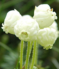 アオノツガザクラの花序