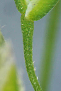 アオスズメノカタビラ花序枝の刺