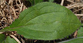 アラゲハンゴンソウの根生葉