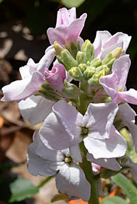 アラセイトウの花