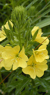 アレチマツヨイグサの花