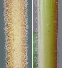ハイニシキソウ茎の毛