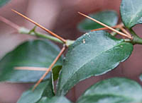 アリドオシの刺と大形の葉