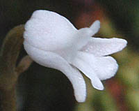 アリドオシランの花