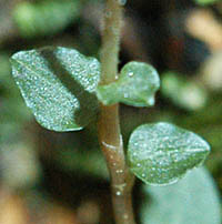 アリドオシランの茎