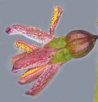 アリノトウグサの花