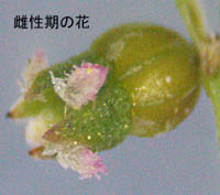 アリノトウグサの雌性期の花
