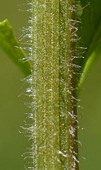 アリタソウ茎の毛