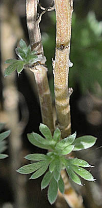アサギリソウの茎