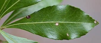 ベニバナアセビ Pieris Japonica Rosea ツツジ科 Ericaceae アセビ属 三河の植物観察