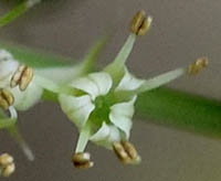 アシタバの花
