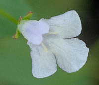アゼナの白花