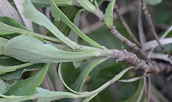 アゼトウナ茎