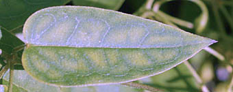 アズマカモメヅル葉