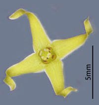 アズマカモメヅル裂片が4個の花