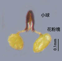 アズマカモメヅル花粉塊