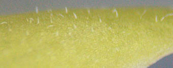 アズマカモメヅル花冠の表面の白毛