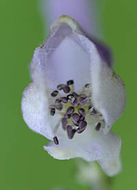 アズマレイジンソウの花の雄しべ