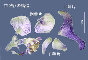 アズマレイジンソウ花の構造