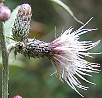 アズマヤマアザミの頭花