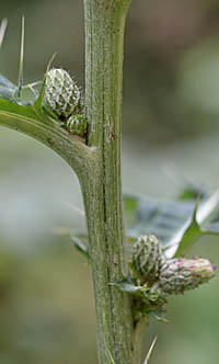 アズマヤマアザミの茎