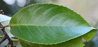 バクチノキの葉表