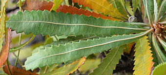 バンクシア・セラータの葉
