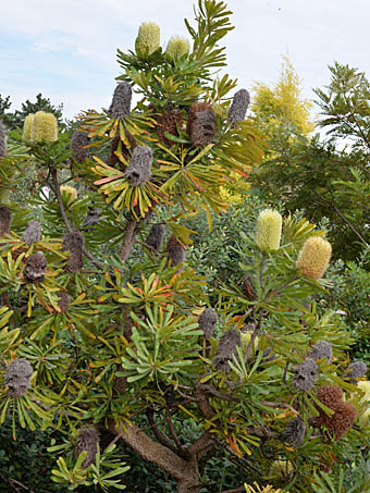 バンクシア・セラータ Banksia serrata ヤマモガシ科 Proteaceae ...