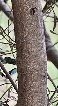 バンクシア・スピヌローサの茎