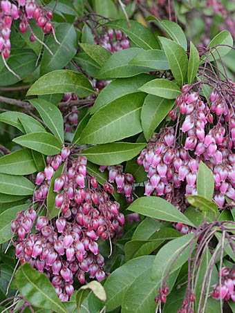 ベニバナアセビ Pieris japonica 'Rosea' ツツジ科 Ericaceae アセビ属