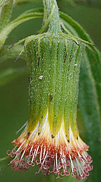 ベニバナボロギク頭花