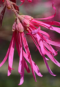 ベニバナトキワマンサクの花