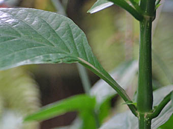 ベニツツバナの葉柄と茎