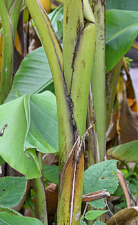 ベルチナバナナ偽茎