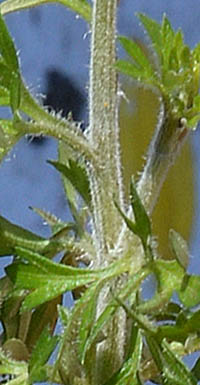 ビデンス・フェルリフォリア茎2