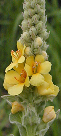 ビロードモウズイカの花