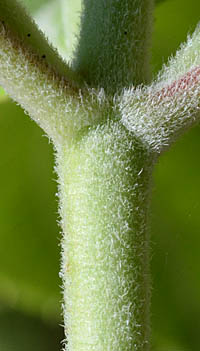 ビロードノリウツギの茎
